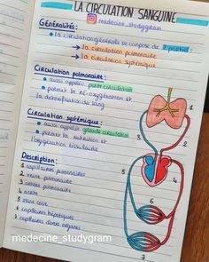 a notebook with an illustration of the human body and its organs on it, in spanish