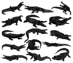 an image of alligators in different poses