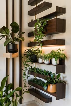 some plants that are sitting on shelves in a room