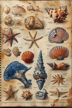 a poster with shells and starfishs on it