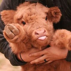 a brown cow sticking its tongue out while being held by someone's arm and hand