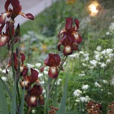 red and white flowers are in the grass