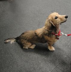 a small brown dog with a red leash on it's neck standing in an airport