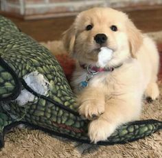 a puppy chewing on something in its mouth while laying next to a stuffed animal turtle