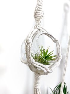 an air plant in a glass ball hanging from a rope