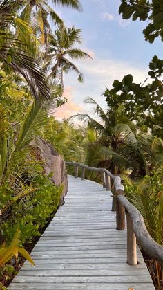 a wooden walkway surrounded by trees and plants