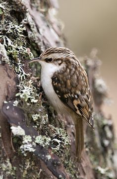 a brown and white bird sitting on the bark of a tree