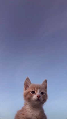 an orange and white kitten sitting on top of a grass covered field under a blue sky