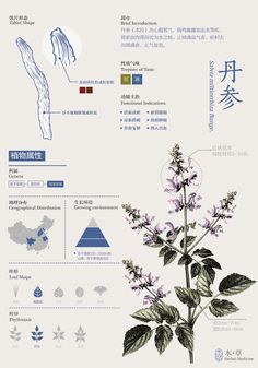 an info sheet with flowers and other things in chinese writing on the bottom right hand corner