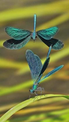 two blue dragonflies sitting on top of a green plant