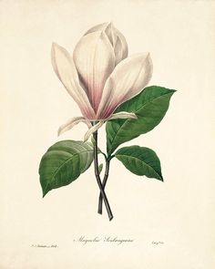 a drawing of a white flower with green leaves