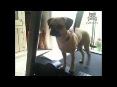 a small dog standing on top of a treadmill in front of a glass door