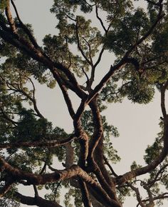 the top of a tall tree with lots of branches