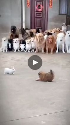 a group of dogs and cats standing in front of a building