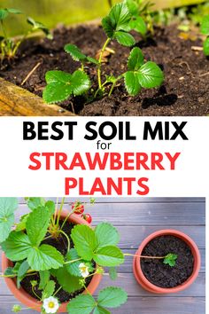 the best soil mix for strawberry plants