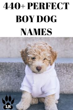 a small dog wearing a white shirt with the words, 40 + perfect boy dog names