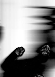 black and white photograph of paw prints in motion