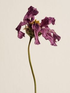 a single purple flower is in a vase