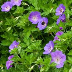 purple flowers with green leaves in the background