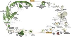 an image of a plant life cycle with all the main parts labeled in this diagram