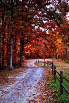 a dirt road surrounded by trees with fall leaves on the ground and in the foreground