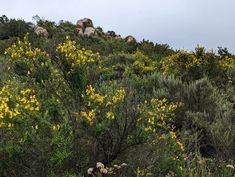 yellow flowers are growing on the side of a hill with rocks and trees in the background