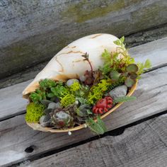 a bowl filled with plants and rocks on top of a wooden table next to a wall