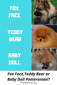 the fox face teddy bear or baby doll is shown in four different pictures, and there are