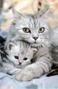 two white kittens cuddle together on a bed