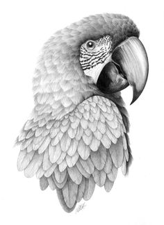 a black and white drawing of a parrot's head with its wings spread out