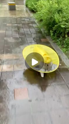 a cat sitting on top of a yellow surfboard in the middle of a walkway