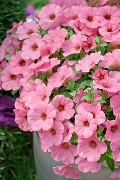 Petunia flowers Petunia Garden Ideas, Supertunias Flowers, Petunia Varieties, Mini Petunias, Petunias In Pots, All Types Of Flowers, Pink Petunias, Nail Designs Flower, Petunia Flowers