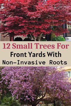 Small Trees For Front Yards With Non-Invasive Roots Front Yard Landscaping Wisconsin, Landscaping For Corner Of Yard, No Mow Front Yard Landscape Design, Woodland Front Yard Landscaping, Trees That Dont Shed Leaves, Rototilling Yard, Small Front Landscaping Ideas, Trees Close To House, Red Bud Trees Landscaping