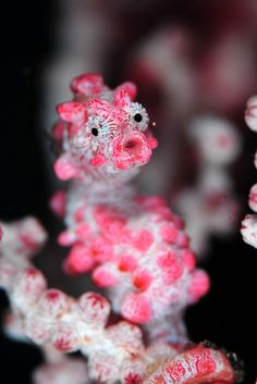 some pink and white corals with black background