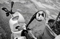 a black and white photo of a cat's reflection in the side mirror of a motor scooter