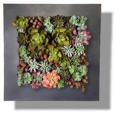 an arrangement of succulents arranged in a square shape on a gray background