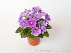 a potted plant with purple flowers in it