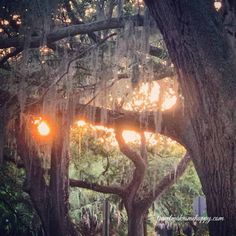 sunset behind oak trees and moss in new orleans Straight Aesthetic, Faith Core, Caroline Core, Sadie Core, Amber Core, Artist Photoshoot, Road Trip Ideas, Utah Mountains, Ghost Lights