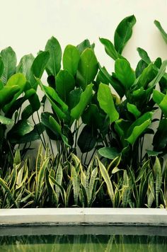 green plants are growing out of the water in front of a white wall and reflecting it's reflection