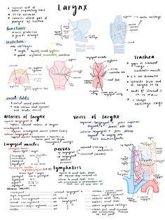 an image of the human body and its major functions, including their names in different languages