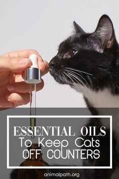 a black and white cat being fed with essential oils