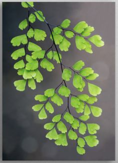 green leaves are hanging from a branch in front of a gray background with blurry lights