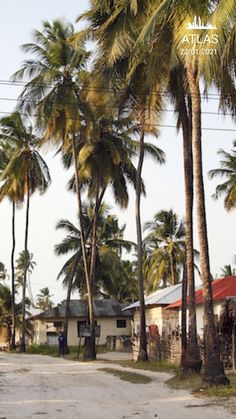 palm trees line the street in front of small houses on stilts and other land