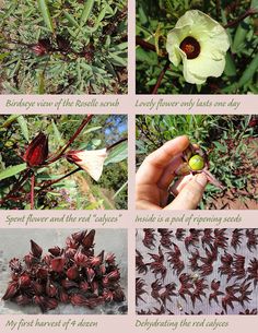 four pictures showing different types of flowers and their leaves, including one with an egg in the center