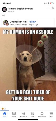 Dog Jokes Hilarious, Jokes Hilarious Funny, Jokes Hilarious, Fails Funny, Cat Quotes Funny, Hilarious Funny