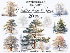 Winter forest trees clipart, Snowy tree png bundle, Watercolor winter png, Transparent background digital downloads, Free commercial use