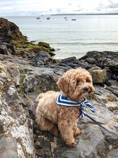 a brown dog wearing a blue and white collar on rocks near the ocean with boats in the background