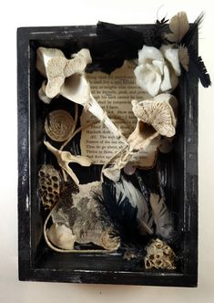 an altered photograph of shells and feathers in a box