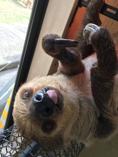 a brown and white sloth hanging upside down on a wire net in front of a door