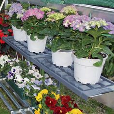 several potted plants are lined up on a shelf in a garden center or nursery